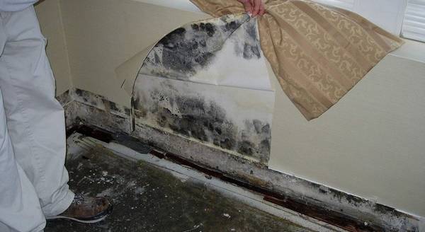 Почему появляется плесень на стенах в квартире и как от нее избавиться? - фото
